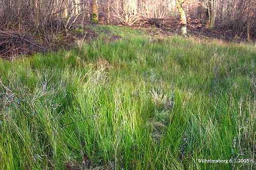 Juncus subnodulosus